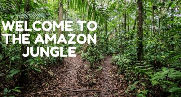Navigating the Amazon Jungle: Tips and Tricks for Stress-Free Courier Tracking